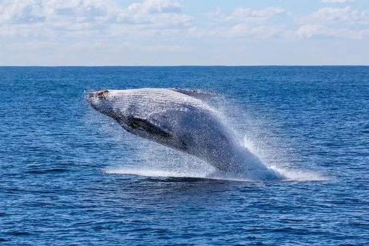 鯨魚是最大生物嗎？只出現在太空的水母，僅觸手就長達26萬光年